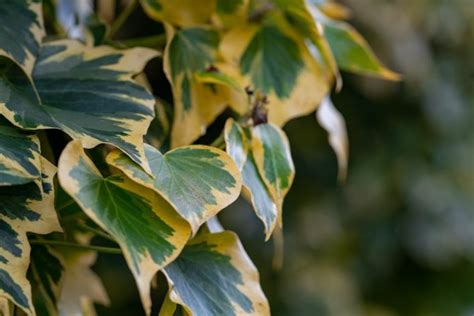 Algerian Ivy vs. English Ivy: Which is the Better Choice for Your Garden?