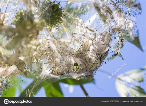 Hyphantria Cunea Tree — Stock Photo © 0635925410 #209667676