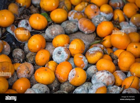 Cyprus, Pafos, rotten oranges Stock Photo - Alamy