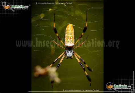 Golden Silk Orbweaver