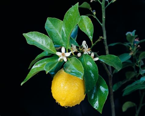 Lemon Tree Not Blooming or Producing Fruit | ThriftyFun