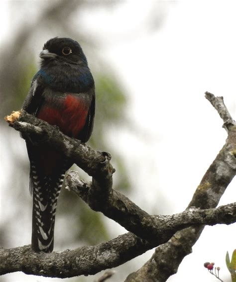 Amazon Birdwatching - Yasuni Tour - Yasuni Rainforest - Ecuador Amazon