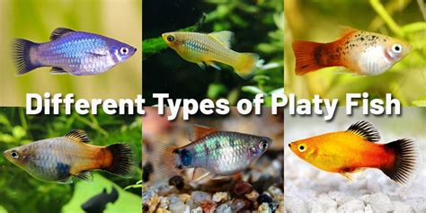 16 Different Types of Platy Fish (With Pictures) - AquariumNexus (2023)