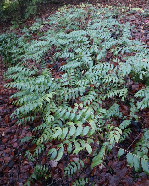 Mahonia nervosa - Trees and Shrubs Online