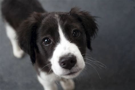 Cute Border Collie Puppies