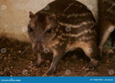 Breeding paca in captivity stock photo. Image of rodent - 178387788