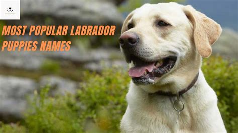 10 Most Popular Labrador Puppies Names | Labrador Retriever Names