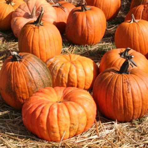 56 #Orange Things to #Prove It's an #Outstanding Color ... | Pumpkin, Pumpkin farm, Health