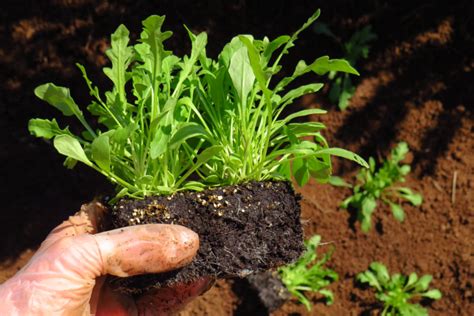 Fast-Growing Arugula - How To Grow, Harvest and Eat It