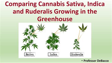 Comparing Cannabis Sativa, Indica and Ruderalis Growing in the Greenhouse - YouTube