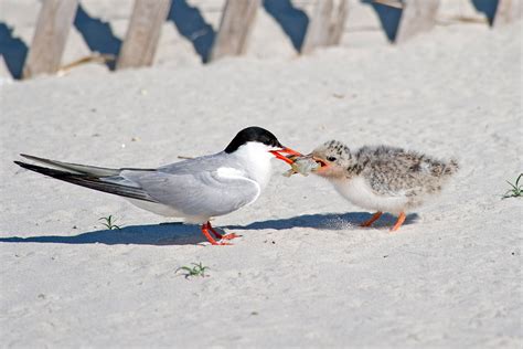 Common Tern | Audubon Field Guide