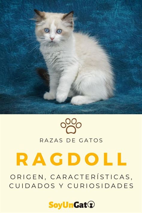 Características del dato Ragdoll | Gato ragdoll, Razas de gatos, Gatos