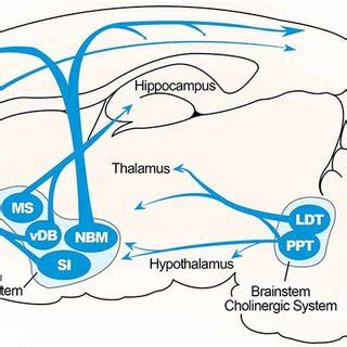 (PDF) Interaction of basal forebrain cholinergic neurons with the glucocorticoid system in ...