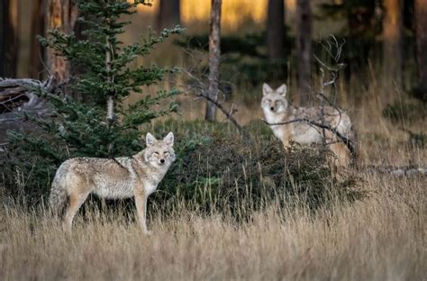 Must-See Wildlife In Banff National Park & Where To See Them