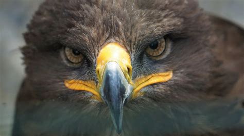 Download Bird Of Prey Beak Close-up Face Eagle Animal Golden Eagle 4k Ultra HD Wallpaper