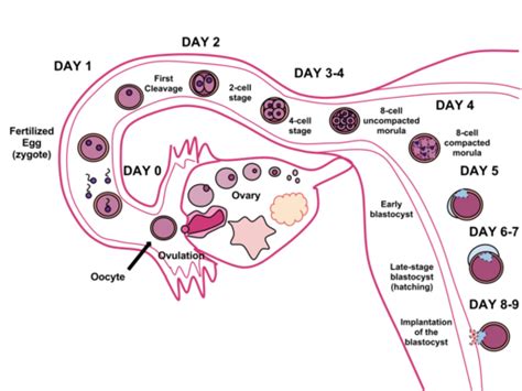 What is Human Fertilization? - Process, Definition & Symptoms - Video & Lesson Transcript ...