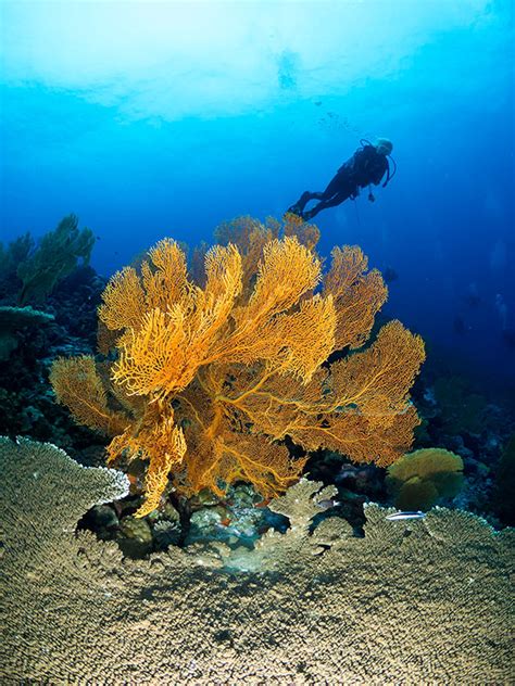 Dive Cocos Keeling Islands – Indian Ocean Experiences