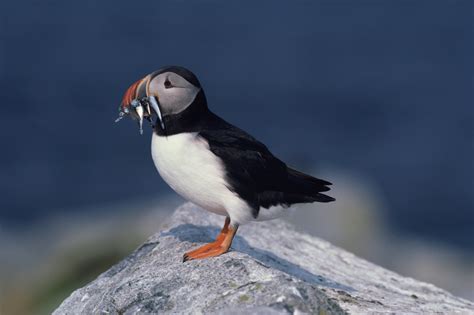 Atlantic puffin feeding on fish Free Photo Download | FreeImages