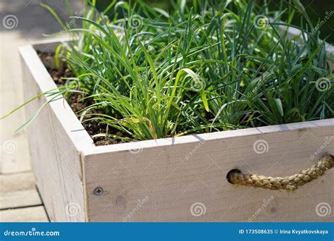 Flowerbed Made of Wooden Box. Garden Decoration Stock Image - Image of botany, summer: 173508635