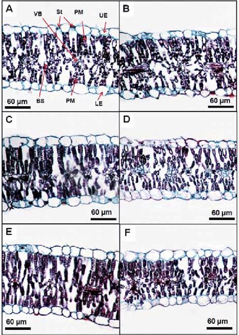 Leaf blade cross-sections showing leaf anatomical changes in A ...