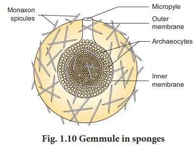 Asexual reproduction - Reproduction in Organisms