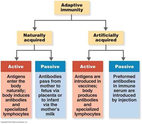 Image result for active and passive immunity | Immunity nursing, Nursing study guide, Middle ...