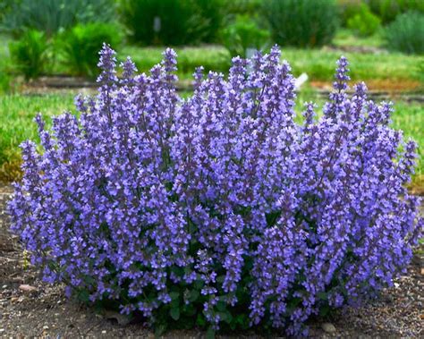 Nepeta 'Cat's Pajamas' (Catmint)