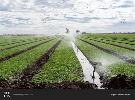 Field of crops being watered by irrigation system stock photo - OFFSET