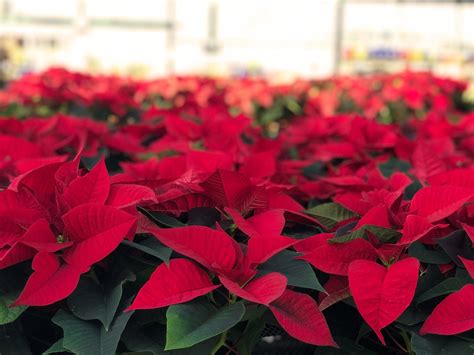 Cuetlaxochitl: A Cultural History of the Poinsettia — Seattle's ...