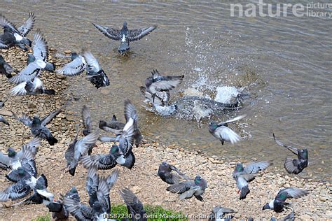 Nature Picture Library Wels catfish (Silurus glanis) eating pigeon on ...