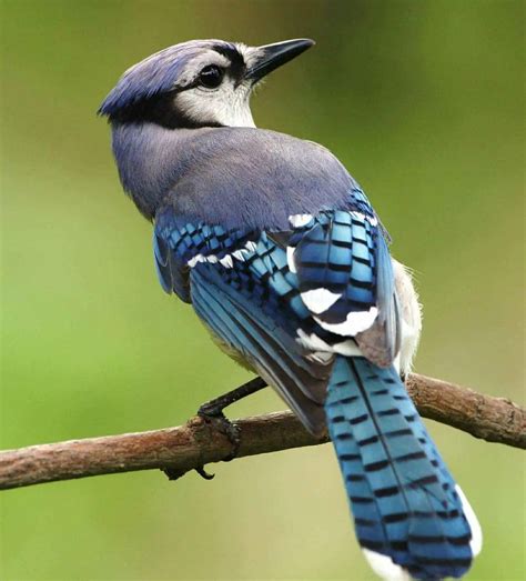 Top 10 Most Beautiful Birds In The World