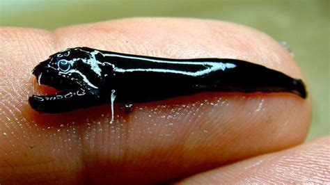 Creepy Little Fanged Fish Discovered in Australia | Mental Floss