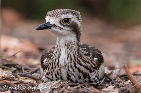 Canon 7D Mark II Field review Bird photography with Canon EF 200-400 f4 IS Lens - MILIND GUPTE ...