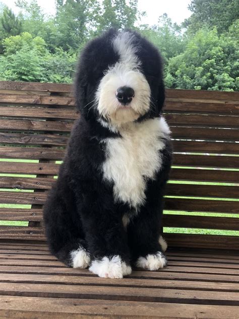 sheepadoodle | Doodle dog breeds, Sheepadoodle, Cute dogs