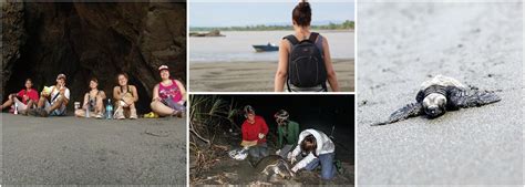 Volunteer With Sea Turtles In Costa Rica | The Great Projects