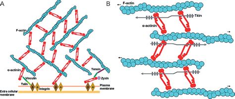 α-Actinin structure and regulation | Semantic Scholar