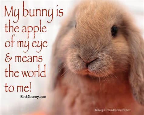 Absolutely! www.best4bunny.com | Pet bunnies, Bunny quotes, Bunny