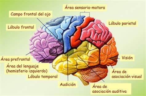 Anatomía y Fisiología del Cerebro Humano - UNINFOR