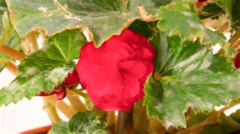 How To Grow And Take Care Of Begonias