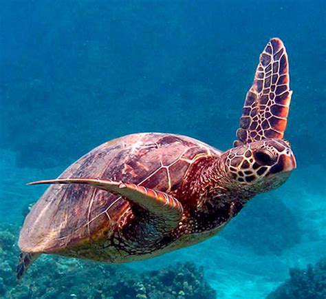 Are Hawaiian Sea Turtles Endangered - Turtlean