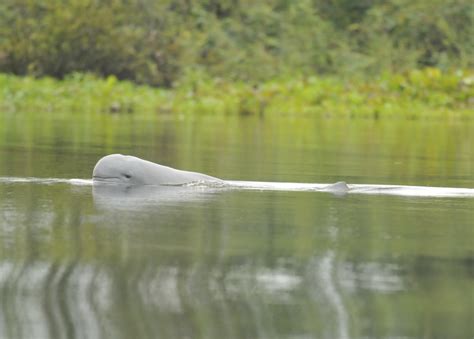 Mahakam river dolphins (pesut) in Indonesia - People's Trust for Endangered Species