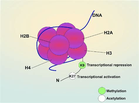 Histone Protein Structure