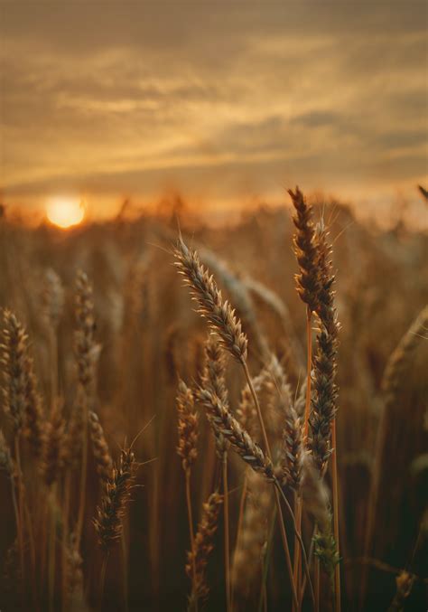 Wheat Farm Wallpapers - Wallpaper Cave