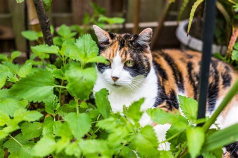 Catnip Vs. Catmint – Learn The Difference Between Catmint And Catnip Plants | Gardening Know How