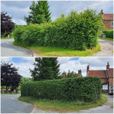 Hedge Trimming - Is It Time To Cut Them Back? | Wold Trees