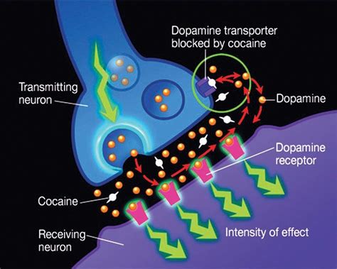 Wired for addiction | Binghamton News