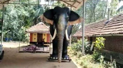 Kerala temple replaces elephant with 'mechanical elephant' to perform rituals