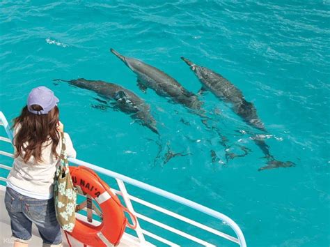 Oahu Wild Dolphin Watching Cruise with Optional BBQ and Snorkel - Klook ...