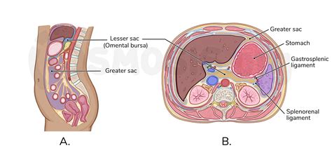 Anatomy Of The Peritoneum And Peritoneal Cavity: Osmosis, 52% OFF