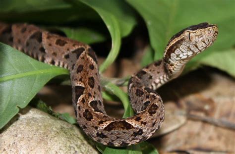 Lucky Strike "snakeman" gives up on poisonous pets - Belize News and ...